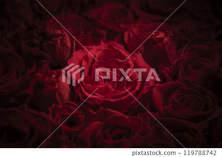 A beautiful background of passionate red roses 119788742