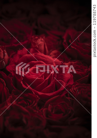 A beautiful background of passionate red roses A beautiful background of passionate red roses 119788743