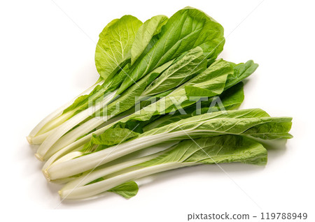 大阪府浪速市的傳統蔬菜“白菜” 大阪府浪速市的傳統蔬菜“白菜” 119788949