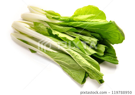 大阪府浪速市的傳統蔬菜“白菜” 119788950