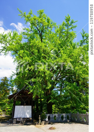 京都與束町正法寺著名的大銀杏樹-5月1日生機盎然 京都與束町正法寺著名的大銀杏樹-5月1日生機盎然 119788958