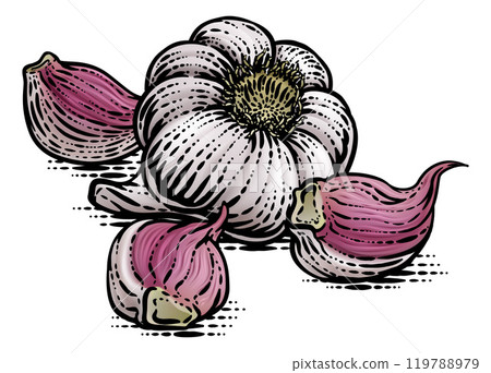 Garlic Vegetable Vintage Woodcut Illustration 119788979