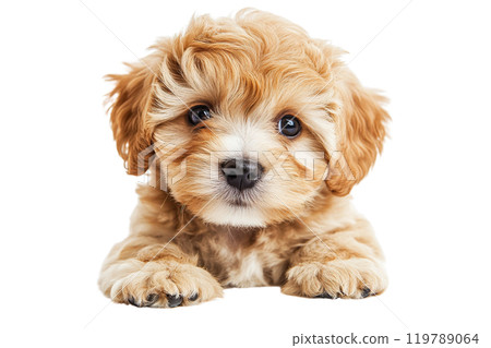 Maltipoo puppy on a transparent background. AI-generated item Maltipoo puppy on a transparent background. AI-generated item 119789064