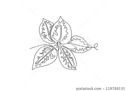 Single continuous line drawing cute tropical leaves aglaonema plant from top view. Printable decorative houseplant concept for home wall decor. Dynamic one line draw graphic design vector illustration Single continuous line drawing cute tropical leaves aglaonema plant from top view. Printable decorative houseplant concept for home wall decor. Dynamic one line draw graphic design vector illustration 119789135