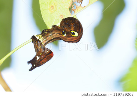 Akebikonoha的幼蟲 119789202