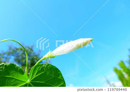 牽牛花 牽牛花 芽 119789440