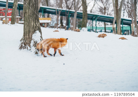 Cute fox on snow in winter season at Zao fox village, Miyagi prefecture, Japan. landmark and popular for tourists attraction near Sendai, Tohoku region, Japan. Travel and Vacation concept 119789504