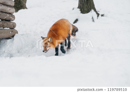 Cute fox on snow in winter season at Zao fox village, Miyagi prefecture, Japan. landmark and popular for tourists attraction near Sendai, Tohoku region, Japan. Travel and Vacation concept 119789510