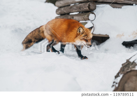 Cute fox on snow in winter season at Zao fox village, Miyagi prefecture, Japan. landmark and popular for tourists attraction near Sendai, Tohoku region, Japan. Travel and Vacation concept Cute fox on snow in winter season at Zao fox village, Miyagi prefecture, Japan. landmark and popular for tourists attraction near Sendai, Tohoku region, Japan. Travel and Vacation concept 119789511