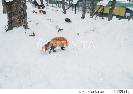 Cute fox on snow in winter season at Zao fox village, Miyagi prefecture, Japan. landmark and popular for tourists attraction near Sendai, Tohoku region, Japan. Travel and Vacation concept 119789512