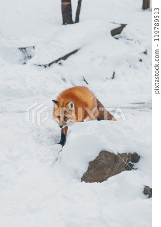 Cute fox on snow in winter season at Zao fox village, Miyagi prefecture, Japan. landmark and popular for tourists attraction near Sendai, Tohoku region, Japan. Travel and Vacation concept Cute fox on snow in winter season at Zao fox village, Miyagi prefecture, Japan. landmark and popular for tourists attraction near Sendai, Tohoku region, Japan. Travel and Vacation concept 119789513