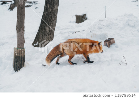 Cute fox on snow in winter season at Zao fox village, Miyagi prefecture, Japan. landmark and popular for tourists attraction near Sendai, Tohoku region, Japan. Travel and Vacation concept Cute fox on snow in winter season at Zao fox village, Miyagi prefecture, Japan. landmark and popular for tourists attraction near Sendai, Tohoku region, Japan. Travel and Vacation concept 119789514
