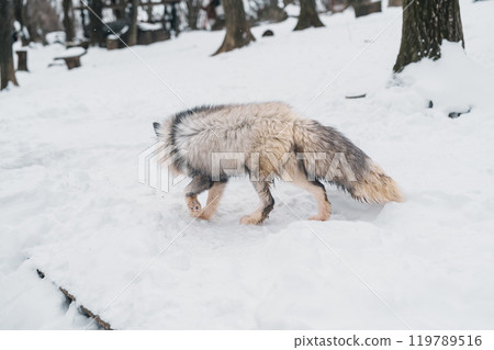 Cute fox on snow in winter season at Zao fox village, Miyagi prefecture, Japan. landmark and popular for tourists attraction near Sendai, Tohoku region, Japan. Travel and Vacation concept 119789516