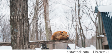 Cute fox on snow in winter season at Zao fox village, Miyagi prefecture, Japan. landmark and popular for tourists attraction near Sendai, Tohoku region, Japan. Travel and Vacation concept Cute fox on snow in winter season at Zao fox village, Miyagi prefecture, Japan. landmark and popular for tourists attraction near Sendai, Tohoku region, Japan. Travel and Vacation concept 119789522