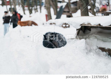 Cute fox on snow in winter season at Zao fox village, Miyagi prefecture, Japan. landmark and popular for tourists attraction near Sendai, Tohoku region, Japan. Travel and Vacation concept 119789525
