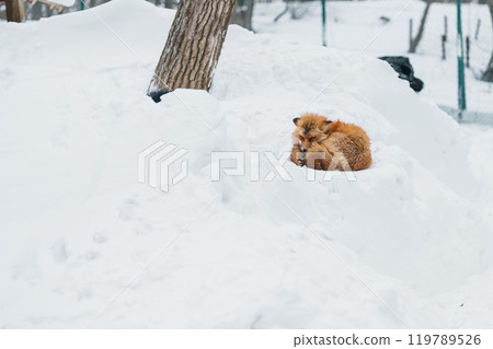 Cute fox on snow in winter season at Zao fox village, Miyagi prefecture, Japan. landmark and popular for tourists attraction near Sendai, Tohoku region, Japan. Travel and Vacation concept Cute fox on snow in winter season at Zao fox village, Miyagi prefecture, Japan. landmark and popular for tourists attraction near Sendai, Tohoku region, Japan. Travel and Vacation concept 119789526