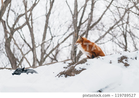 Cute fox on snow in winter season at Zao fox village, Miyagi prefecture, Japan. landmark and popular for tourists attraction near Sendai, Tohoku region, Japan. Travel and Vacation concept 119789527