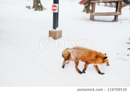 Cute fox on snow in winter season at Zao fox village, Miyagi prefecture, Japan. landmark and popular for tourists attraction near Sendai, Tohoku region, Japan. Travel and Vacation concept 119789530