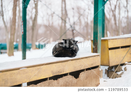 Cute fox on snow in winter season at Zao fox village, Miyagi prefecture, Japan. landmark and popular for tourists attraction near Sendai, Tohoku region, Japan. Travel and Vacation concept Cute fox on snow in winter season at Zao fox village, Miyagi prefecture, Japan. landmark and popular for tourists attraction near Sendai, Tohoku region, Japan. Travel and Vacation concept 119789533