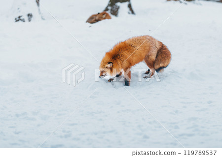 Cute fox on snow in winter season at Zao fox village, Miyagi prefecture, Japan. landmark and popular for tourists attraction near Sendai, Tohoku region, Japan. Travel and Vacation concept Cute fox on snow in winter season at Zao fox village, Miyagi prefecture, Japan. landmark and popular for tourists attraction near Sendai, Tohoku region, Japan. Travel and Vacation concept 119789537