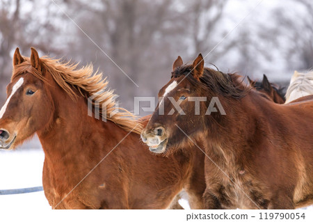 Otofuke Town, Hokkaido, holds "Horse Chase Campaign" to help horses get more exercise and prevent difficult births for pregnant horses [January] 119790054