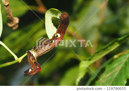 Larvae of Akebikonoha 119790055