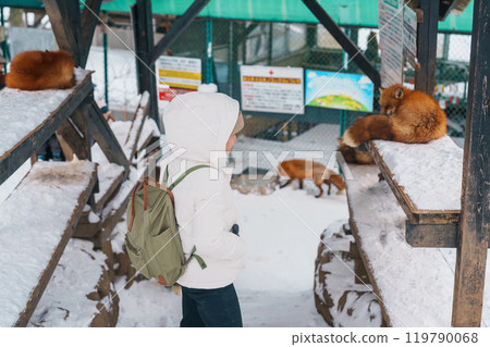 Woman tourist with Cute fox on snow in winter season at Zao fox village, traveler sightseeing Miyagi prefecture. landmark and popular for attraction near Sendai, Tohoku, Japan. Travel and Vacation 119790068