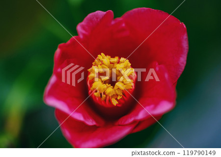 金雅山茶花特寫 119790149