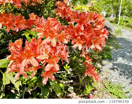 紅杜鵑花 紅杜鵑花 119790150
