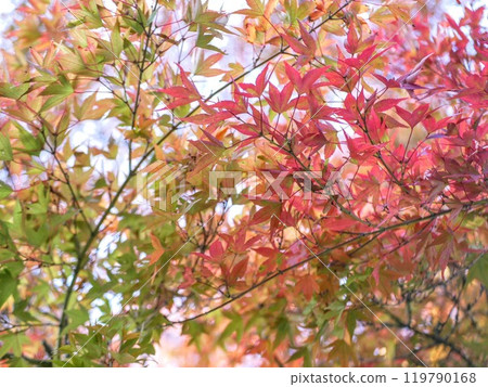 Enjoy a leisurely stroll in autumn in Berlin Enjoy a leisurely stroll in autumn in Berlin 119790168