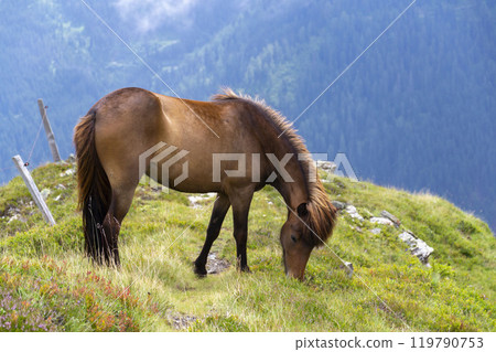 Beautiful horses grazing on the peaks of the Austrian Alps 119790753