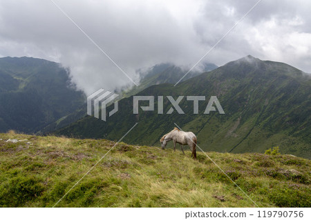 Beautiful horses grazing on the peaks of the Austrian Alps 119790756