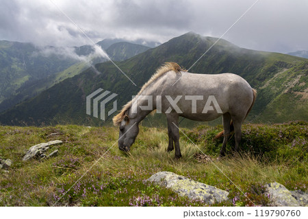 Beautiful horses grazing on the peaks of the Austrian Alps 119790760