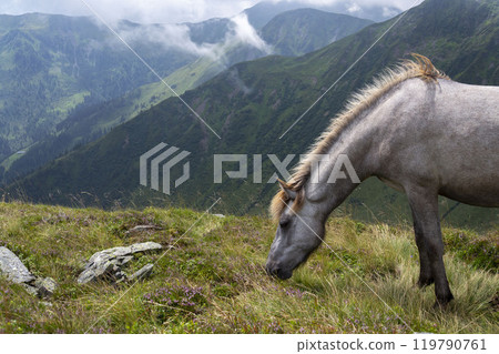 Beautiful horses grazing on the peaks of the Austrian Alps 119790761