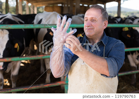 farmer prepares for artificial insemination of cows 119790763