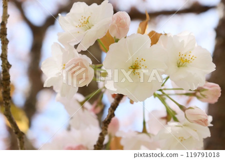 Mikurumagaeshi (White cherry blossoms) Close-up Mikurumagaeshi (White cherry blossoms) Close-up 119791018