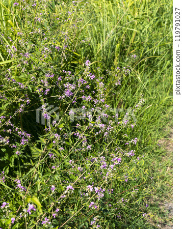 Flowers of the Japanese bush clover blooming along the Yamato River Flowers of the Japanese bush clover blooming along the Yamato River 119791027