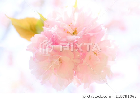 Yang Guifei, double-flowered pink flower, cherry blossom 119791063