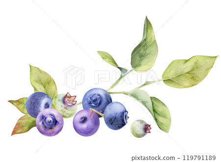 Blueberry blackberry cluster group with green leaves on branch, ripe forest berry hand drawn in watercolor. Isolated botanical illustration, for restaurant, dessert cafe menu, wedding, farmers market Blueberry blackberry cluster group with green leaves on branch, ripe forest berry hand drawn in watercolor. Isolated botanical illustration, for restaurant, dessert cafe menu, wedding, farmers market 119791189