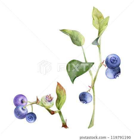 Blueberry blackberry with green leaves growing on branch, hand drawn in watercolor, ripe forest berry. Isolated botanical illustration, for restaurant, dessert cafe menu, decoupage, farmers market Blueberry blackberry with green leaves growing on branch, hand drawn in watercolor, ripe forest berry. Isolated botanical illustration, for restaurant, dessert cafe menu, decoupage, farmers market 119791190