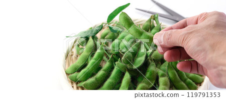 毛豆，樹枝排列在籃子裡（白色背景） 119791353