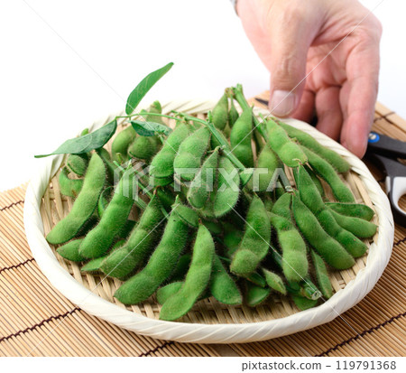 Edamame beans on a basket (white background) 119791368