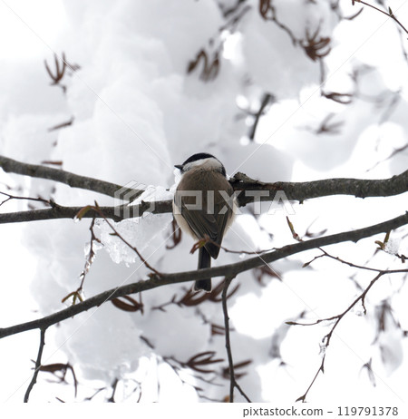 Masked grey bird on snow pillow 119791378