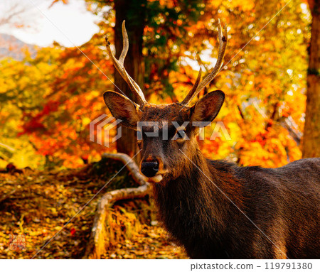 Autumnal coloured deer in Japan 119791380