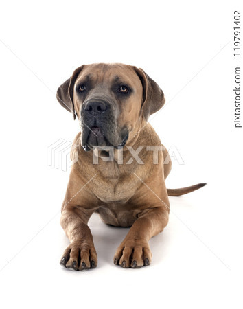 young cane corso young cane corso 119791402