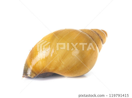 archachatina marginata ovum albina shell 119791415