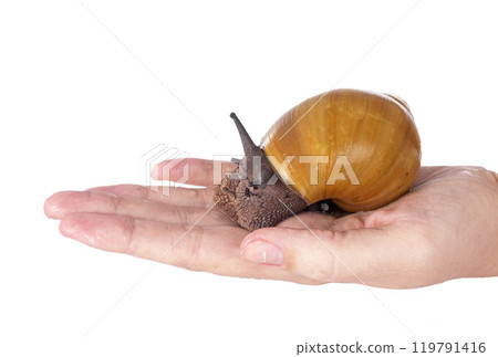 archachatina marginata ovum albina shell 119791416