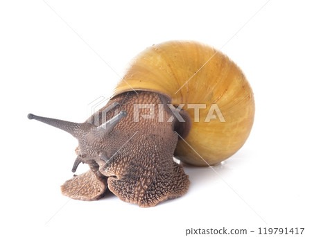 archachatina marginata ovum albina shell 119791417