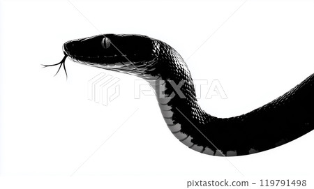 Black and white snake 119791498