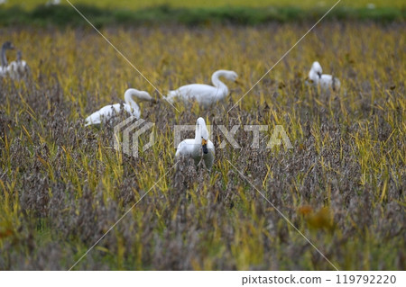 Tundra swan 119792220